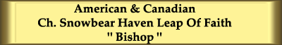 Am & Can Ch. Snowbear Haven Leap Of Faith