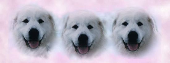 Ch. Snowbear Foxanna