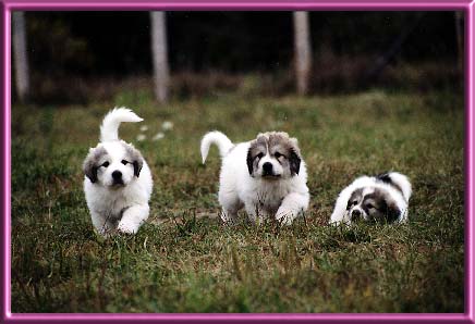 Liz, Edie & Black Pearl