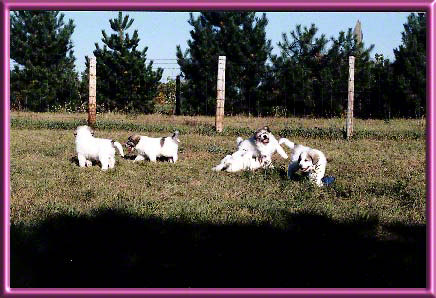 Pearl, Black Pearl, Smiley, Edie & Liz