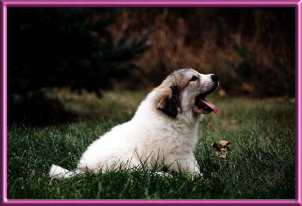 Edie