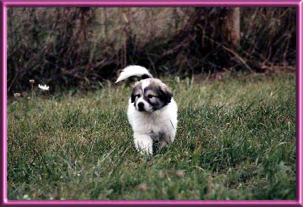 Edie