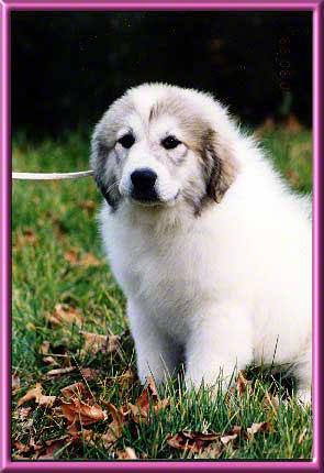 Edie