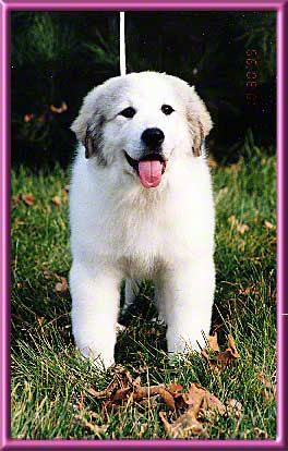 Edie