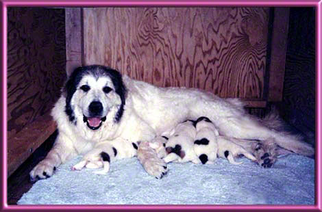 Ramona With Her Puppies