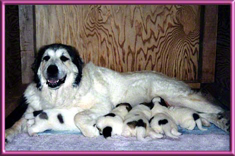Ramona With Her Puppies