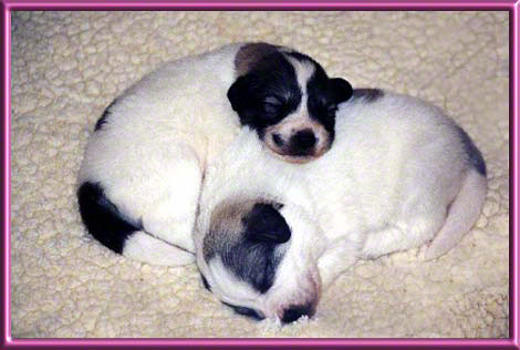 Puppies Sleeping