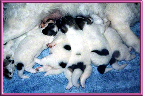 Puppies Nursing