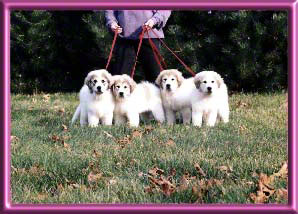 Smiley, Liz, Edie & Black Pearl