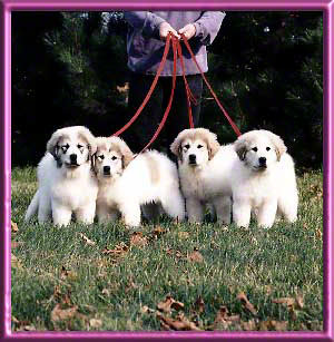 Smiley, Black Pearl, Edie, Liz