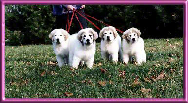 Liz, Smiley, Edie & Black Pearl