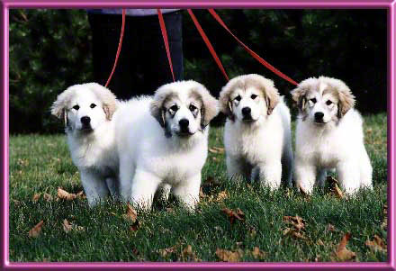 Liz, Smiley, Edie & Black Pearl