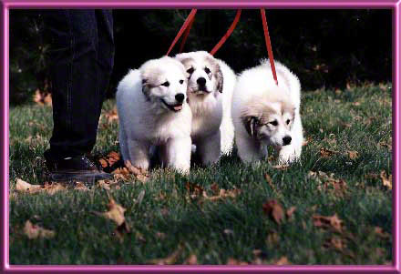 Liz, Smiley & Black Pearl